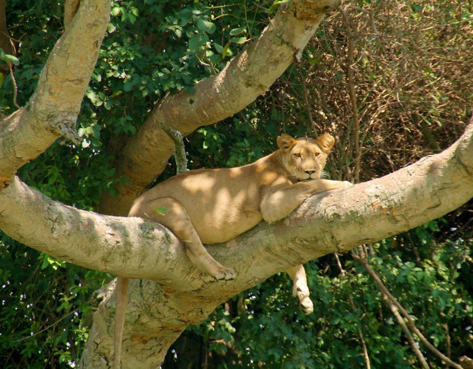 Lioness resting in a tree, East African safari