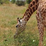Garamba National Park elephant giraffe stronghold DR Congo