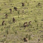 Troop of gelada monkeys grazing in the Simien Mountains, Ethiopia