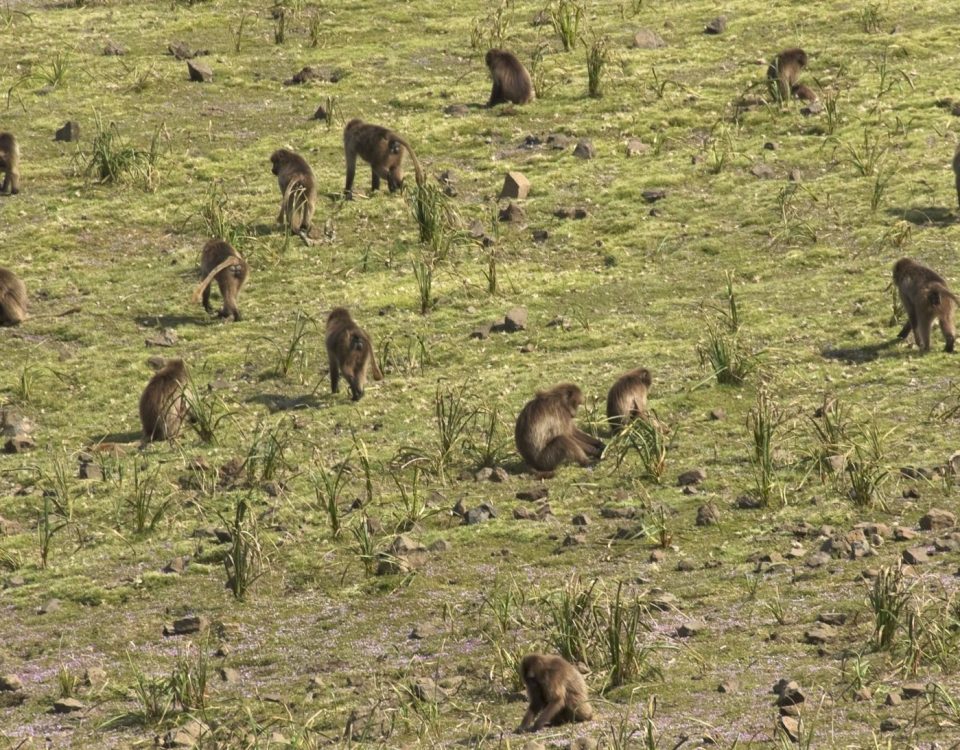Troop of gelada monkeys grazing in the Simien Mountains, Ethiopia