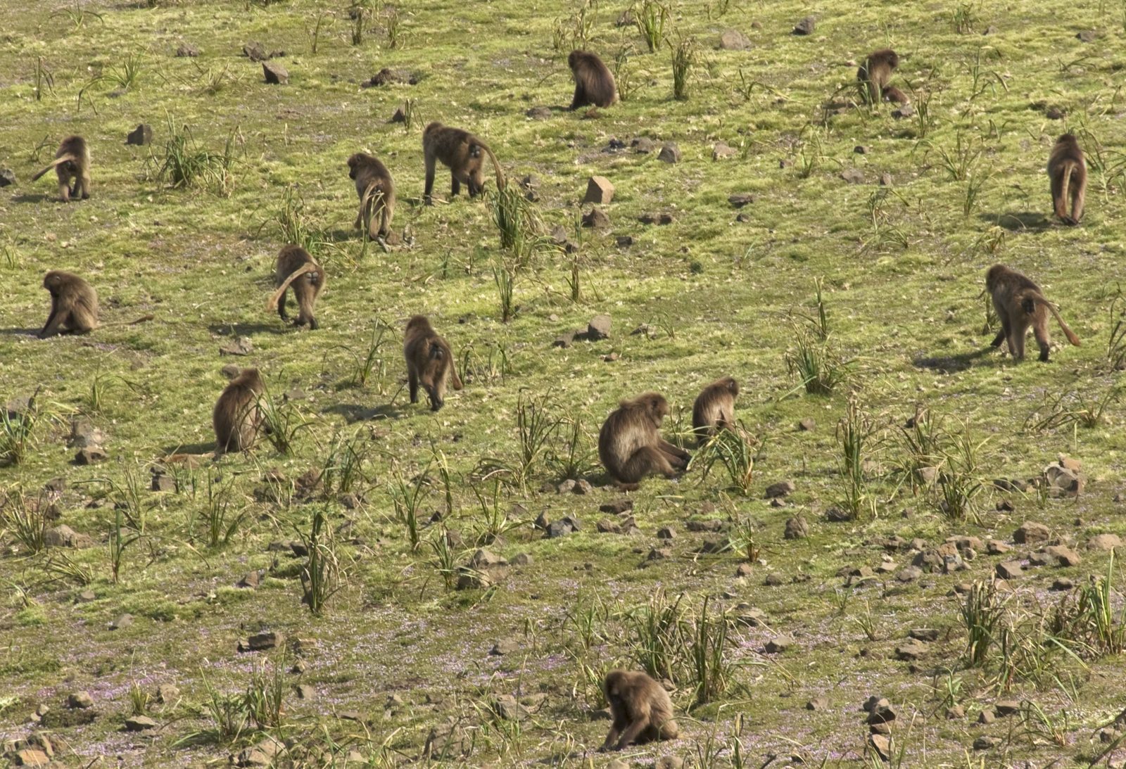 Troop of gelada monkeys grazing in the Simien Mountains, Ethiopia