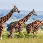 Rothschild's giraffes grazing in Uganda