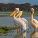 Gishwati-Mukura National Park Rwanda's newest park