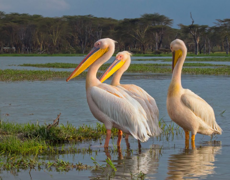 Gishwati-Mukura National Park Rwanda's newest park