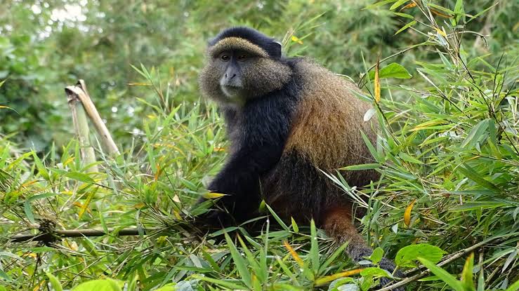 Golden monkey in bamboo forest, Mgahinga National Park, Uganda