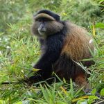 Golden monkeys where and when to see them East Africa