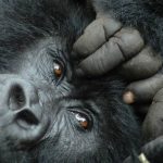 Gorilla habituation experience full day diary in Rushaga Uganda
