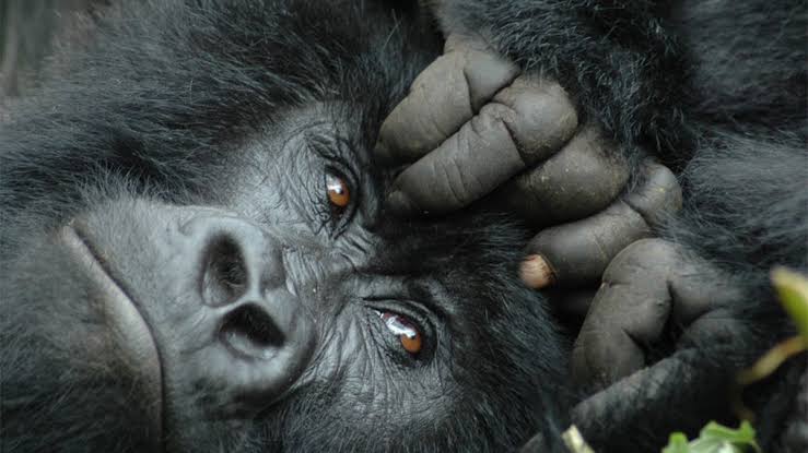 Gorilla habituation experience full day diary in Rushaga Uganda