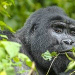 Gorilla habituation permits availability price and booking