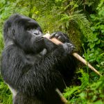 Gorilla habituation experience versus standard trekking compared