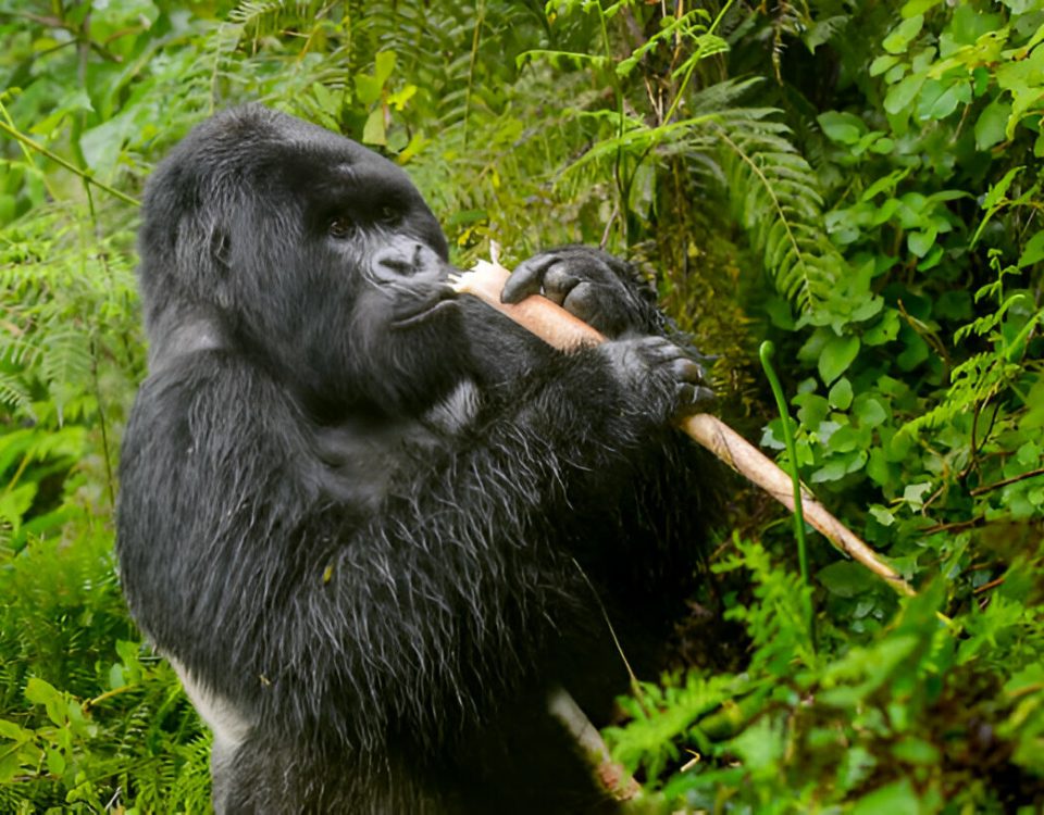 Gorilla habituation experience versus standard trekking compared
