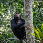Grey-cheeked mangabeys in Kibale Forest Uganda