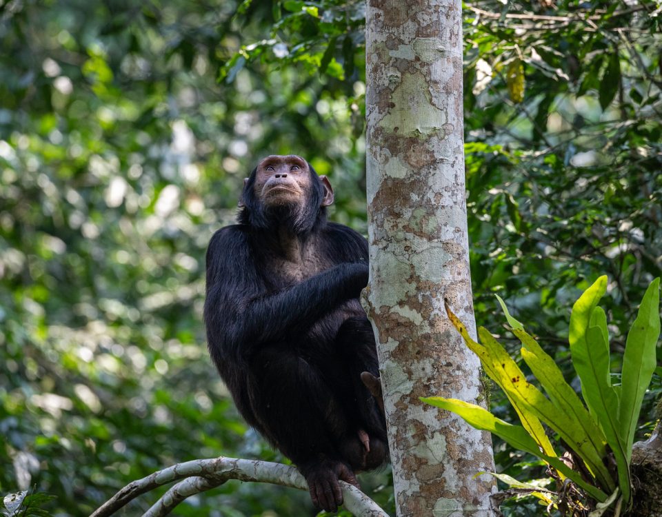 Grey-cheeked mangabeys in Kibale Forest Uganda