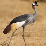 Grey crowned cranes Uganda national bird