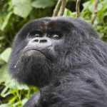 Habinyanja gorilla family in Buhoma sector Bwindi