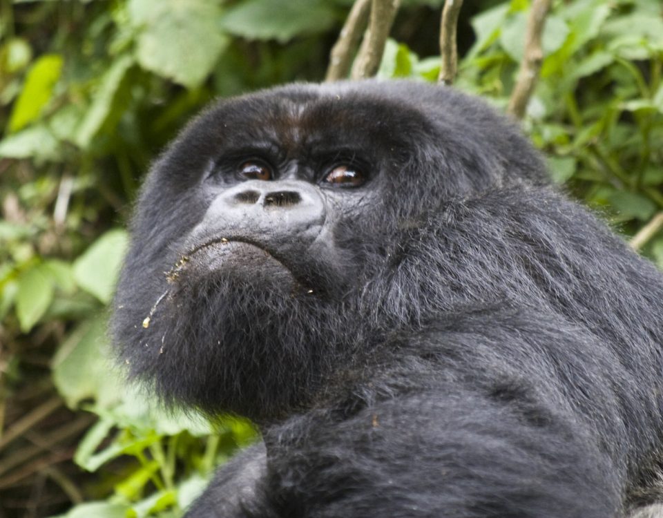 Habinyanja gorilla family in Buhoma sector Bwindi