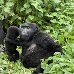 Hirwa gorilla family in Volcanoes National Park Rwanda
