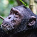 Chimpanzee community structure and social dynamics in the wild