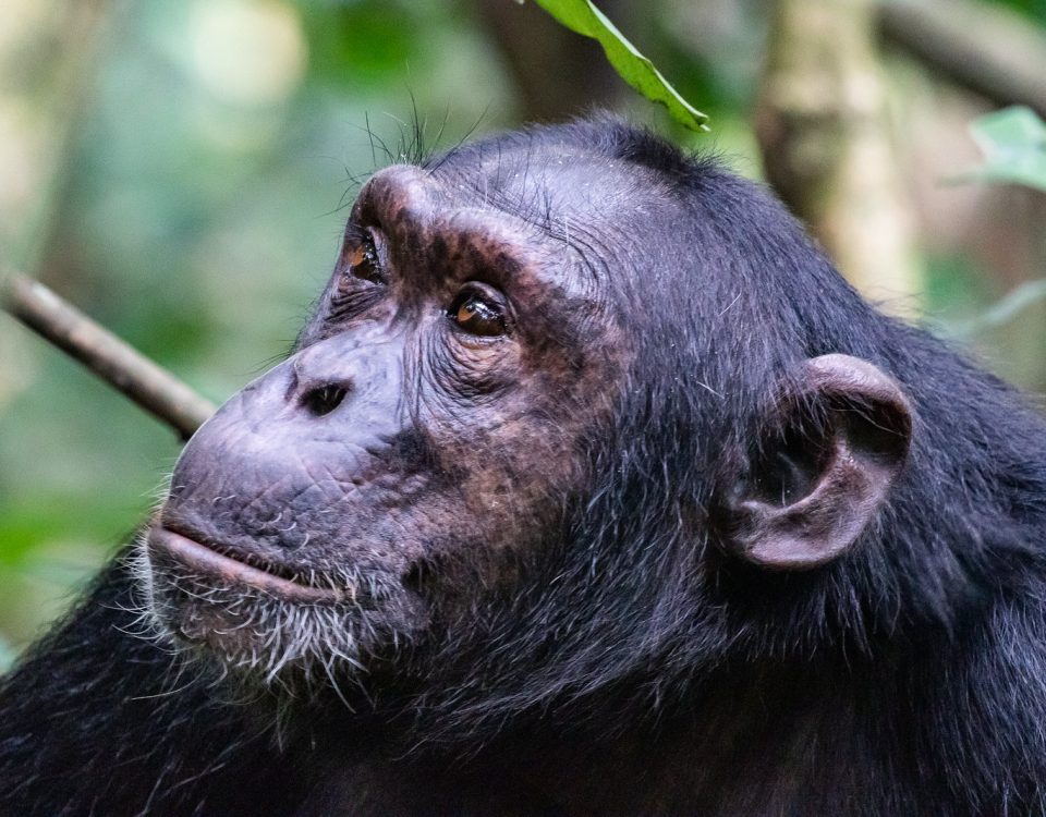 Chimpanzee community structure and social dynamics in the wild