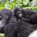 Gorilla family naming traditions in Uganda and Rwanda