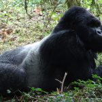 How long it takes to habituate a gorilla family in Uganda