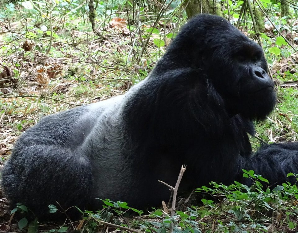 How long it takes to habituate a gorilla family in Uganda