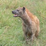 Spotted hyena in Tarangire National Park, Tanzania