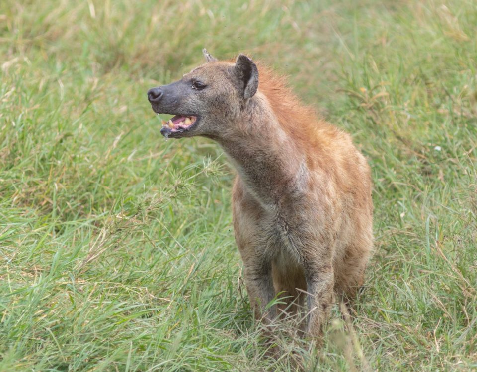 Spotted hyena in Tarangire National Park, Tanzania