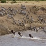 Impalas where and when to see them East Africa