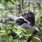 Is the gorilla habituation experience worth the extra cost