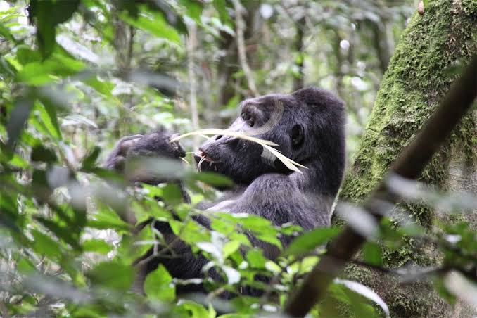 Is the gorilla habituation experience worth the extra cost