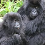 Kahungye gorilla family in Rushaga sector Bwindi