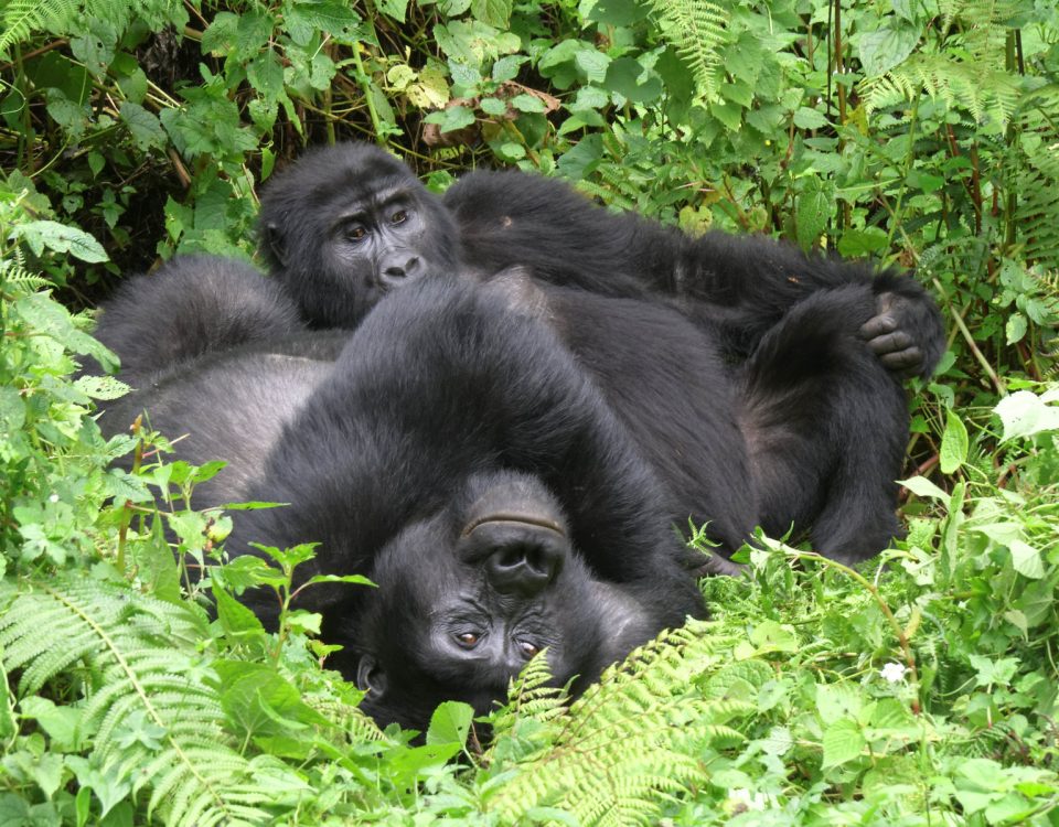 Katwe gorilla family in Rushaga sector Bwindi