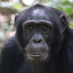 Kibale Forest primate walk beyond chimpanzees Uganda