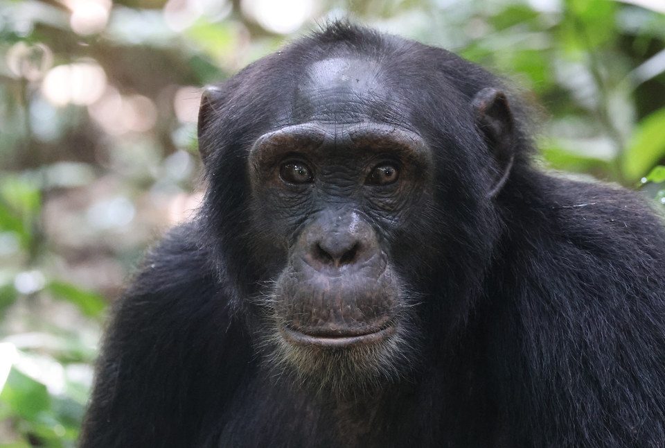 Kibale Forest primate walk beyond chimpanzees Uganda