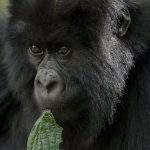 Kwitonda gorilla family in Volcanoes National Park Rwanda