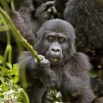 Kyaguriro gorilla family research group in Ruhija sector Bwindi