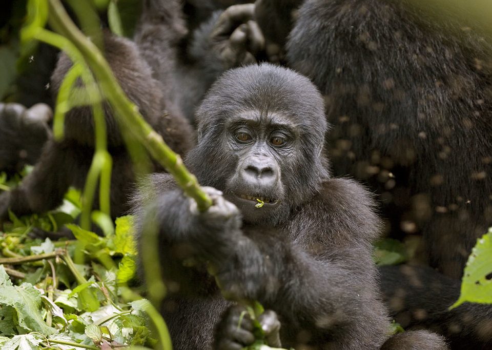 Kyaguriro gorilla family research group in Ruhija sector Bwindi