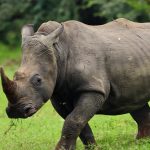 Lewa Wildlife Conservancy community rhino conservation Kenya