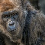 L'Hoest's monkey Uganda's shy ground-dwelling forest primate