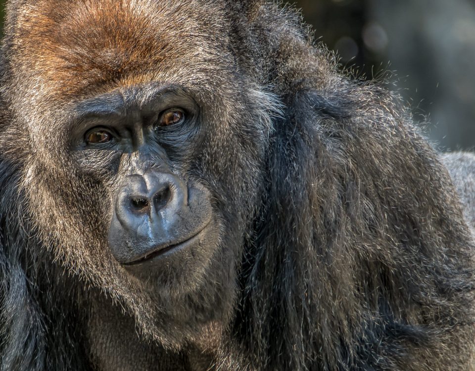 L'Hoest's monkey Uganda's shy ground-dwelling forest primate