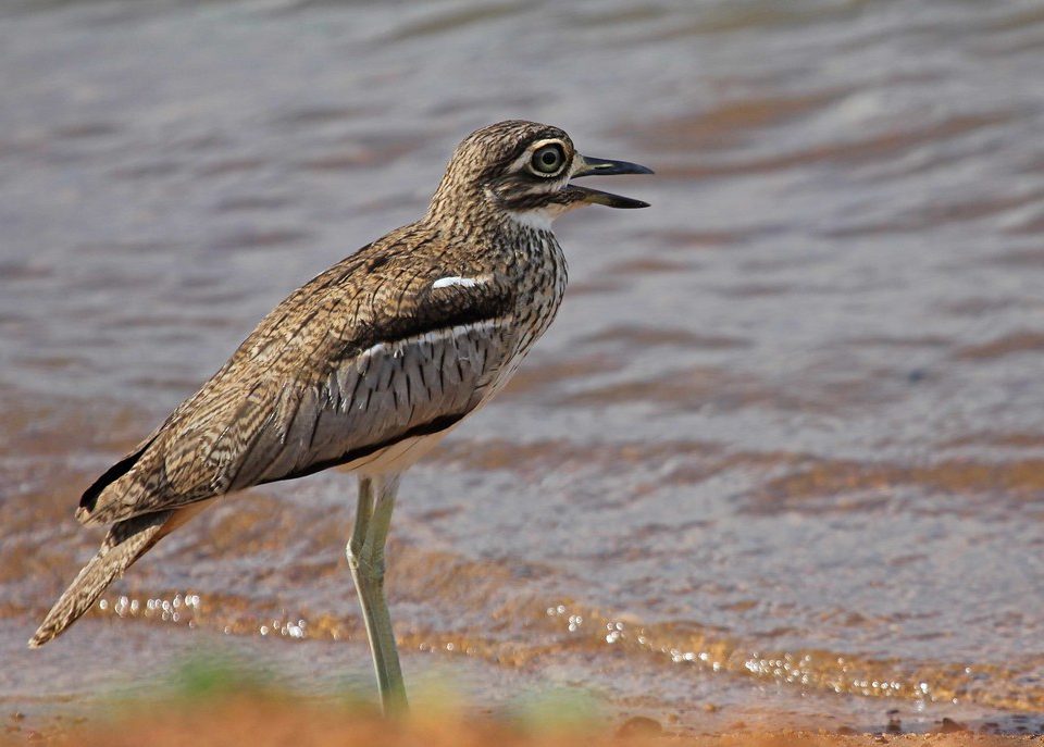 Lilac-breasted rollers where and when to see them East Africa