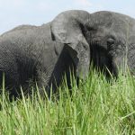 Marsabit National Park elephant sanctuary northern Kenya