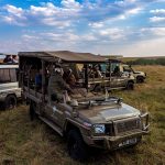 Safari vehicles watching a lion couple in the Maasai Mara, Kenya