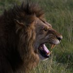 Lion in a Kenyan national park, near the Masai Mara