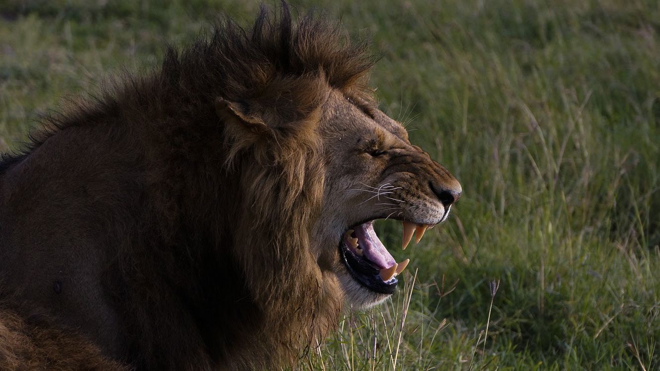 Lion in a Kenyan national park, near the Masai Mara