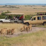 Safari game drive in the Maasai Mara, Kenya