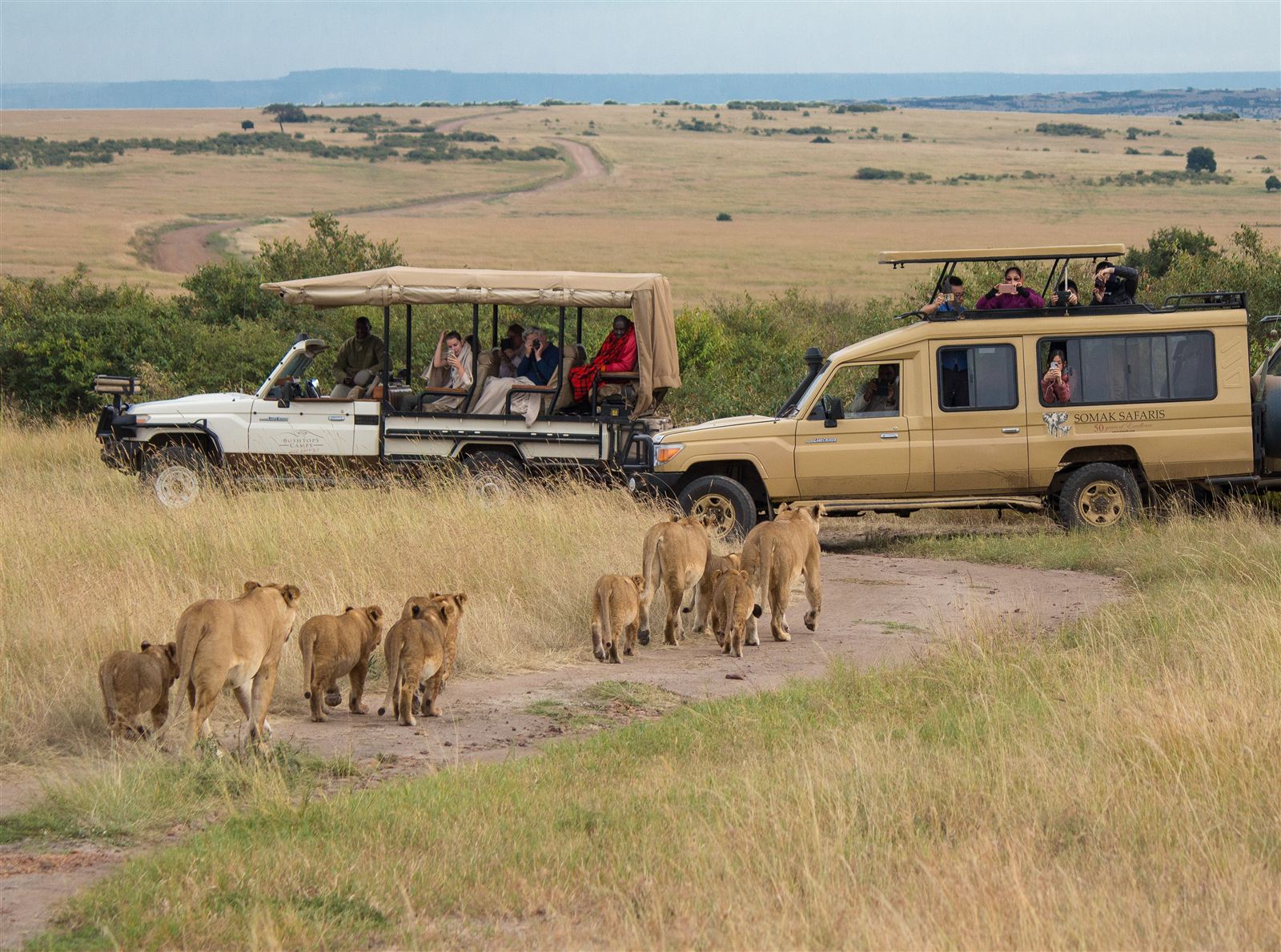 Safari game drive in the Maasai Mara, Kenya