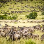Masai Mara wildlife on the open savanna, Kenya