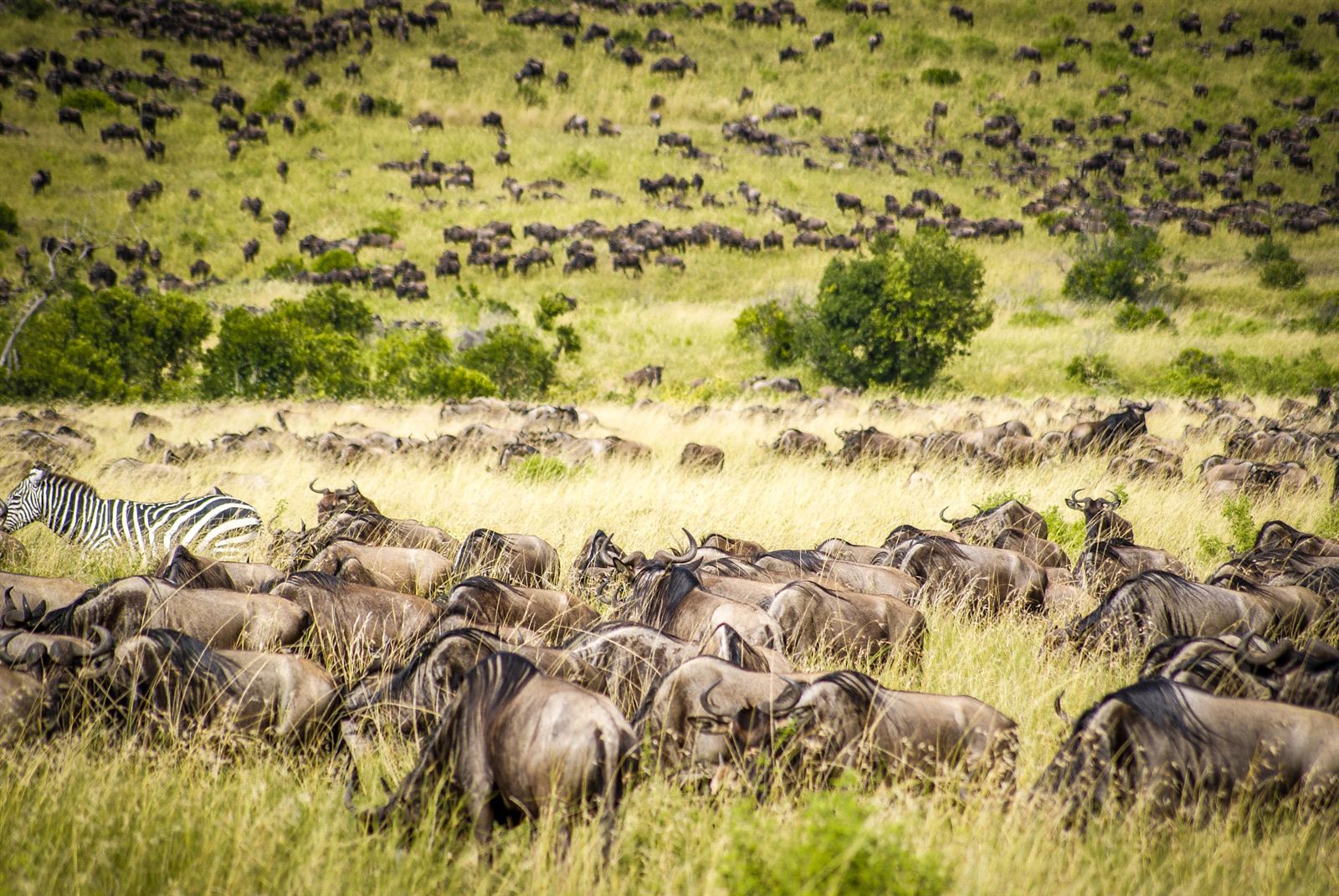 Masai Mara wildlife on the open savanna, Kenya